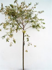 Sveikalapio gluosnio Hakuro nishiki sodinukas vazone aukstis 110 cm