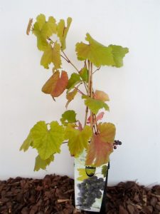 Sodinukas Tikrasis vynmedis Boskoop Glorie 45 cm aukščio