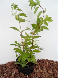 Sodinukas Šluotelinė hortenzija Kyushu. aukštis 50 cm