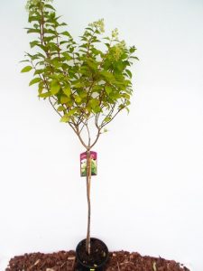 Sodinukas Šluotelinė hortenzija Limelight stamb. Aukštis 110 cm