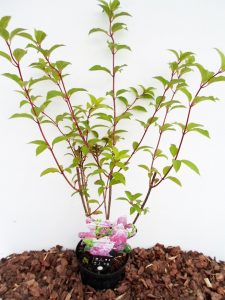 Sodinukas Šluotelinė hortenzija Vanille Fraise. aukštis 65 cm