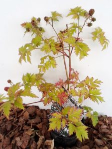 sodinukas vazone Gervuogė (bedyglė) Thornfree aukštis 30 cm