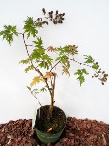 Sodinukas Gervuogė (bedyglė) Thornless Evergreen aukštis 55 cm