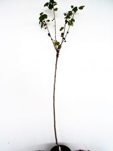 Sodinukas Juodasis serbentas Titania stamb aukštis 110 cm