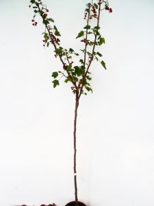 Sodinukas Raudonasis serbentas Jonkheer van tets stamb aukštis 110 cm