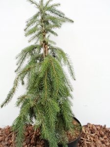 sodinukas Serbinė eglė Pendula Kuck aukštis 100 cm